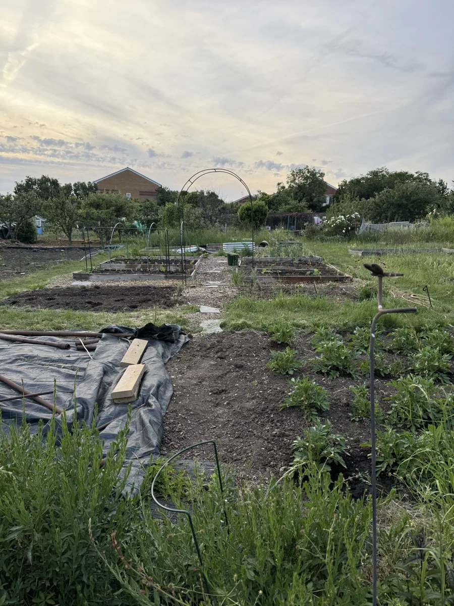 Wide view of the allotment plot in early June showing raised beds with crops at various stages, a shed visible in the background