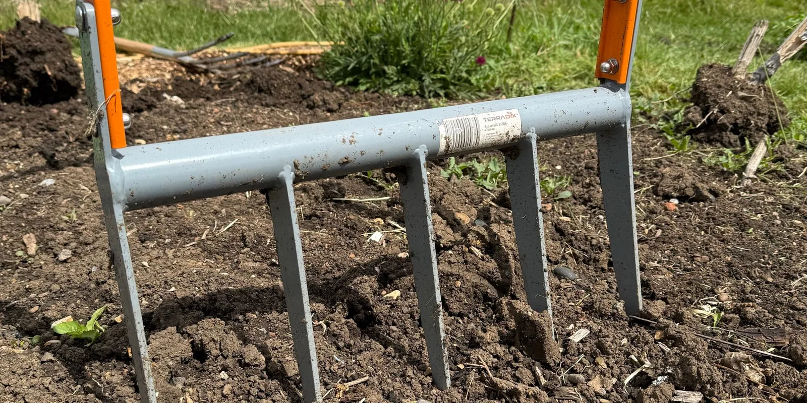 The Terradix broadfork standing in freshly worked allotment soil, its five tines driven in and orange handles upright, cosmos flowering behind