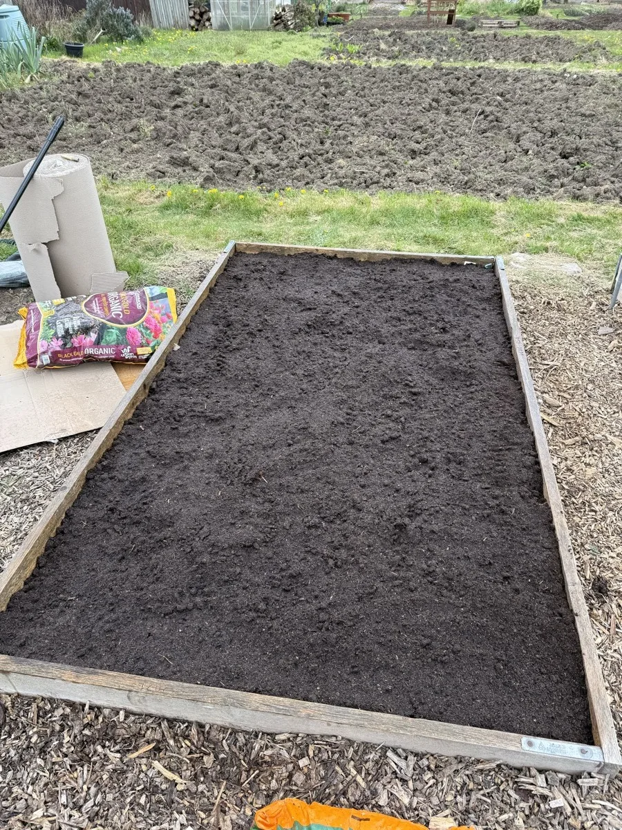A raised bed filled with fresh compost over a cardboard sheet-mulch layer