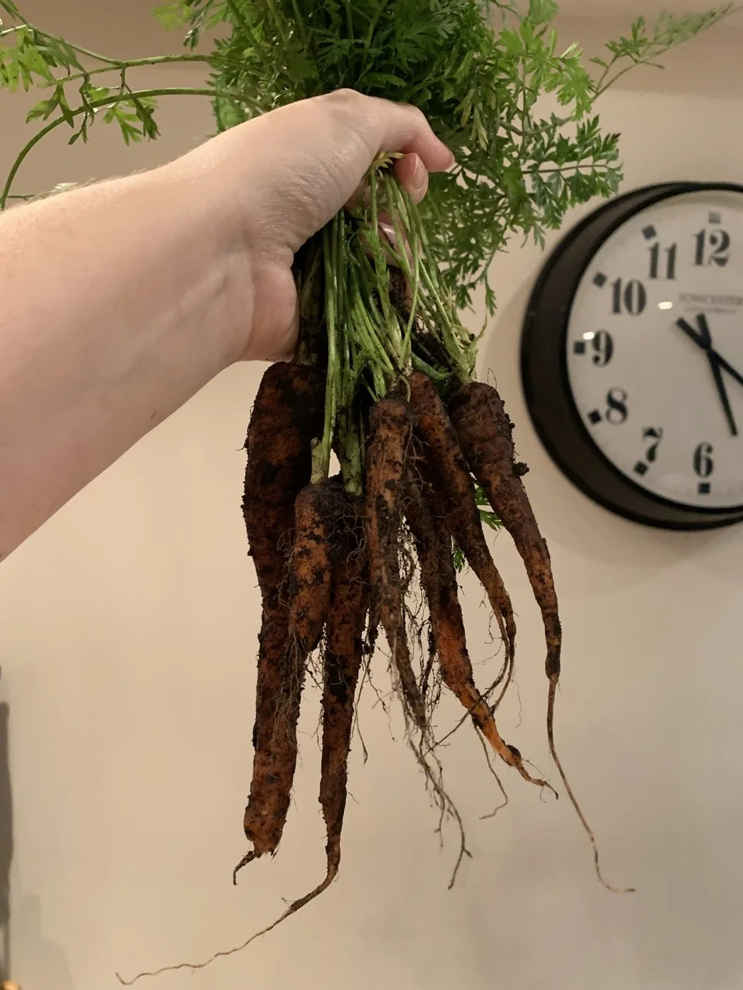 A hand holding a bunch of just-dug carrots with their tops on, indoors by the kitchen clock