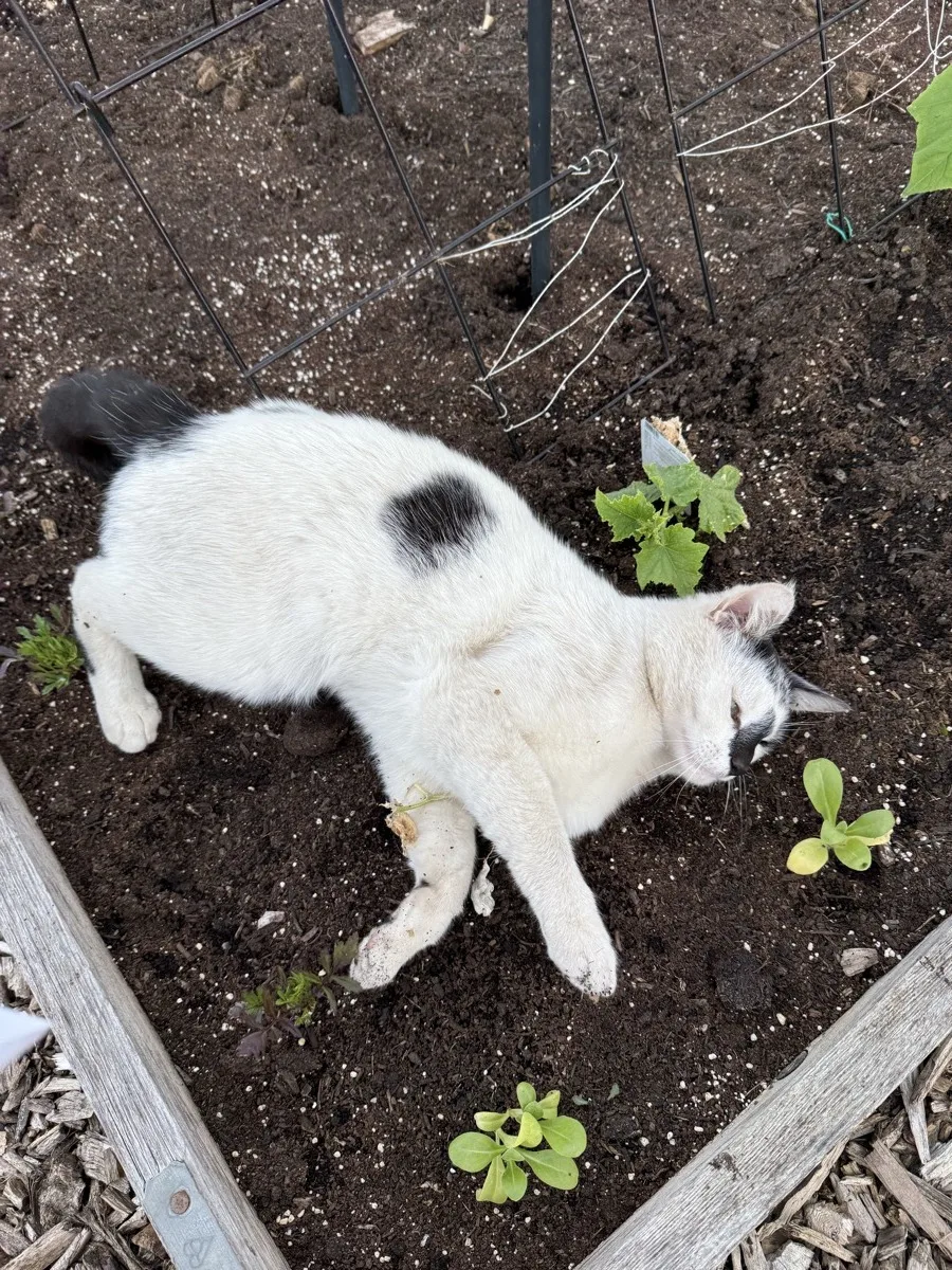 The allotment cat lying in the freshly planted bed among the squash seedlings