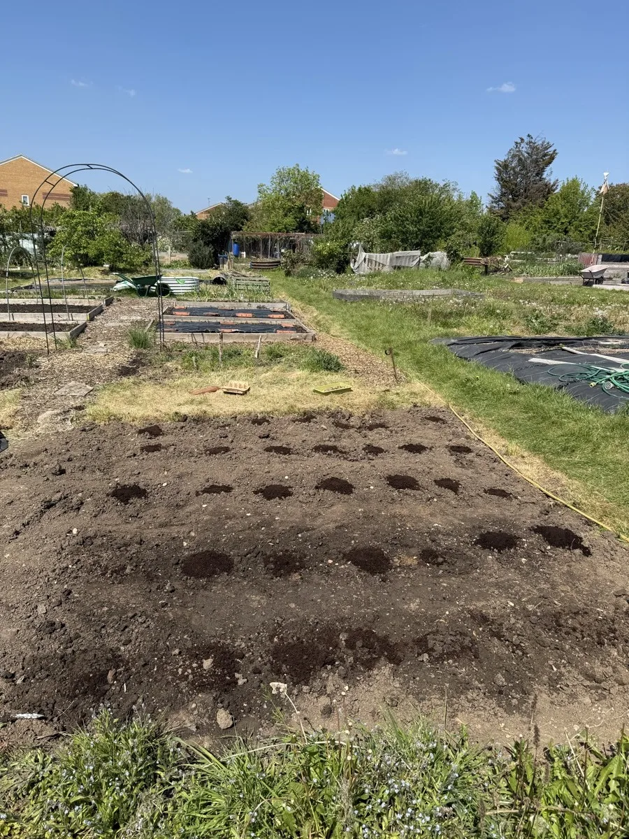 Compost planting stations marked out in neat rows across a dug strip