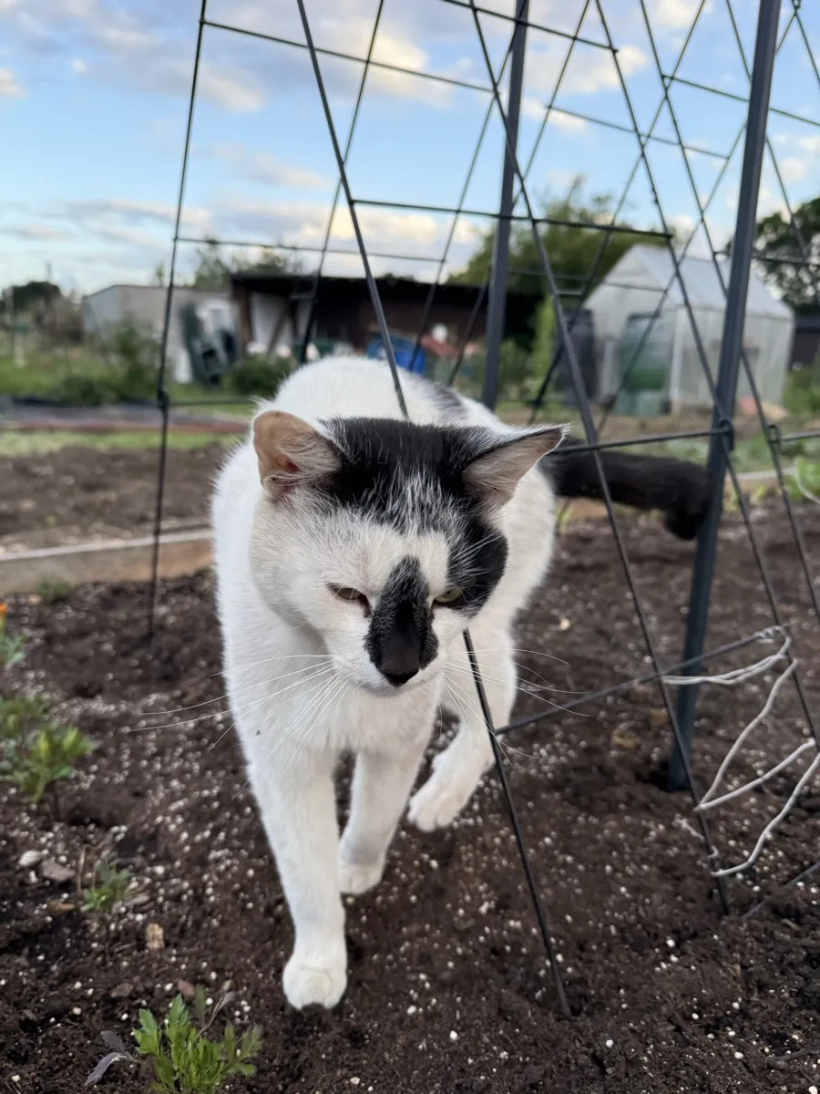 A white and black cat looking up at the camera through metal climbing frame bars at an allotment