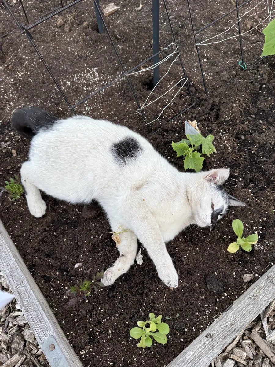 A white cat flopped on her side in a raised allotment bed among small seedlings, completely relaxed