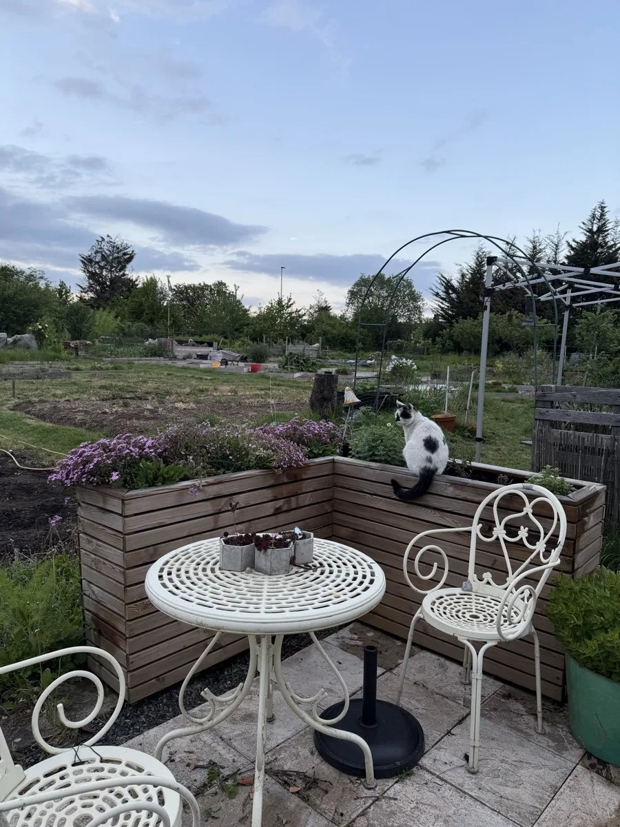 A white and black cat on a wooden decking area at an allotment, white metal garden furniture behind and the allotment stretching out in the distance