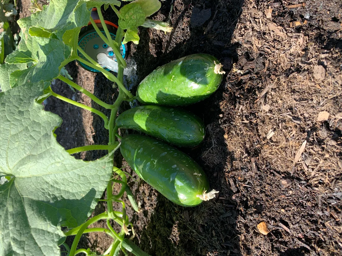 Courgettes growing on the soil