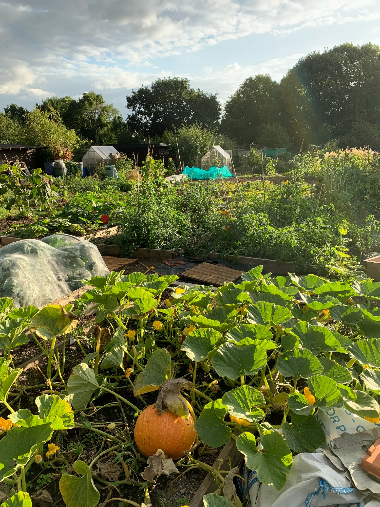 The allotment in late summer of the first year — pumpkins sprawling across the front, beds full behind, under a big evening sky