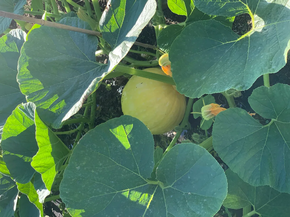 A green pumpkin developing among the leaves