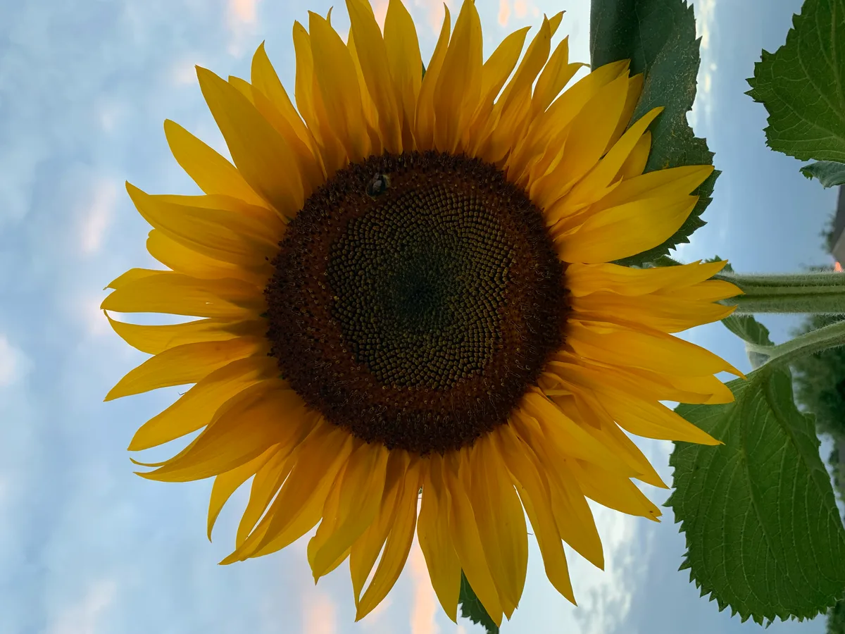 A sunflower in full bloom against a dusk sky on a UK allotment, the first summer
