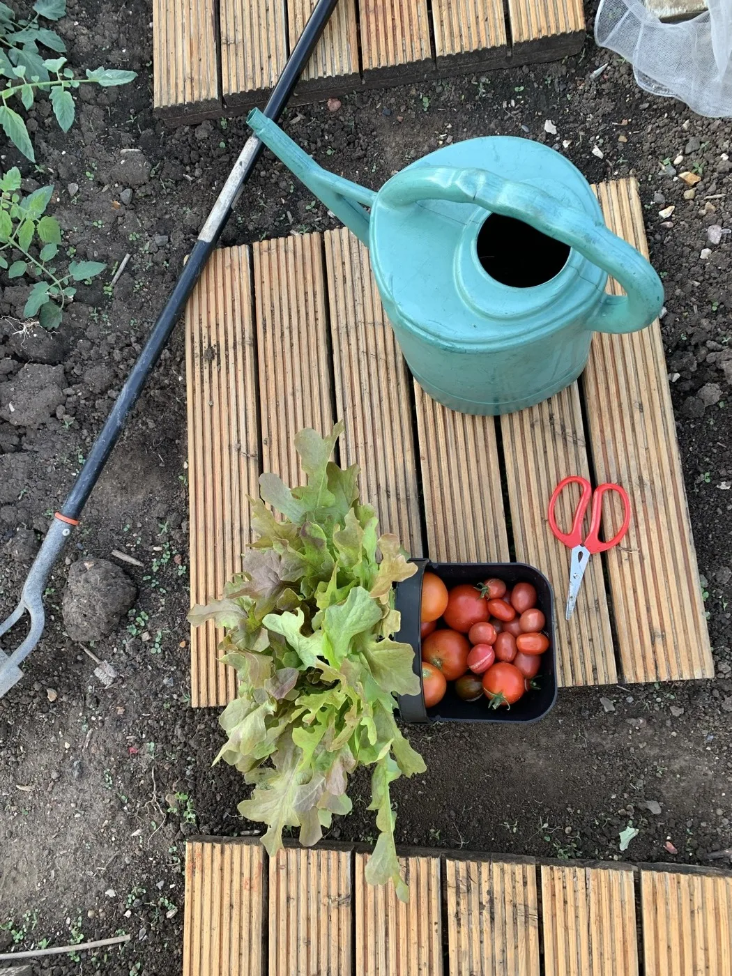 An evening still life on the decking: a teal watering can, a freshly cut lettuce, a punnet of tomatoes and a pair of red scissors