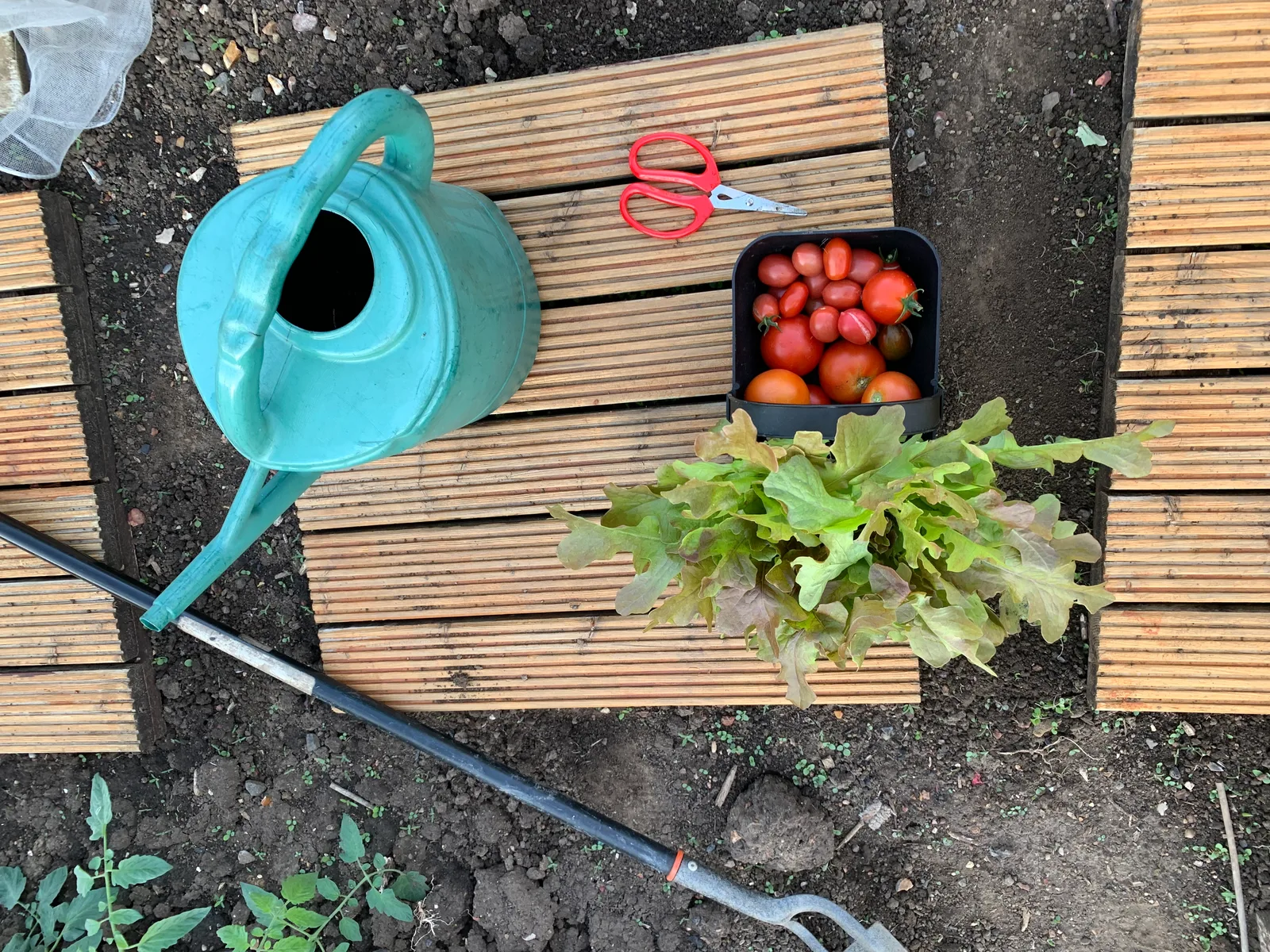 A few well-used allotment tools and the evening's harvest laid out on the decking