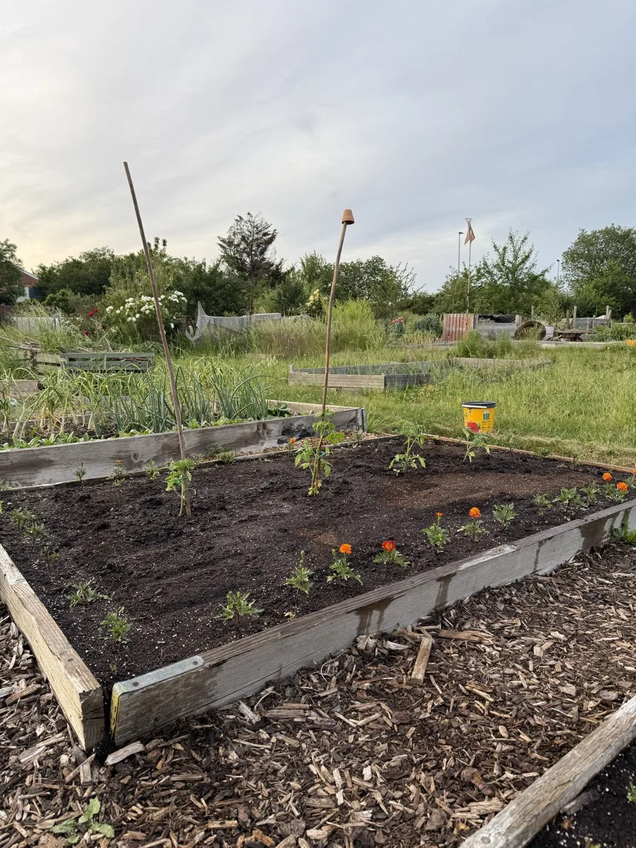 An allotment bed edged with marigolds in the soft light of evening