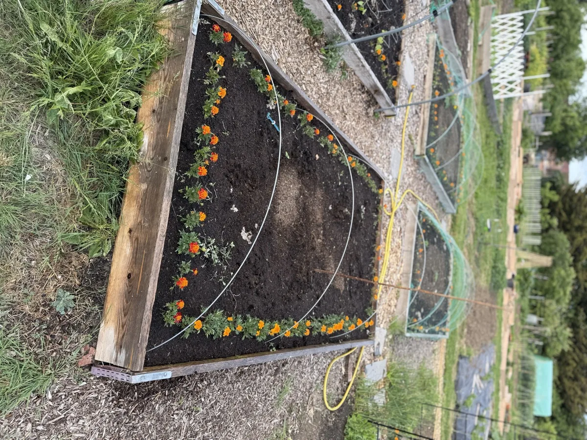 A raised allotment bed with a dense orange marigold border all the way around, a metal netting frame over the bed protecting the plants inside