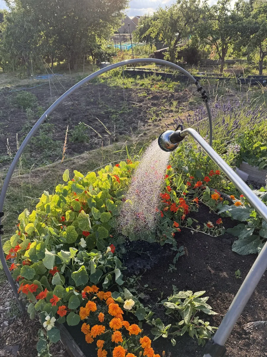 Multiple raised allotment beds all lined with dense orange marigold borders photographed at golden hour, the whole plot glowing