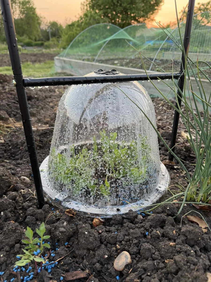 A plastic cloche covered in condensation protecting a young plant in allotment soil, blue slug pellets visible around it, netting frame visible in the background at dusk
