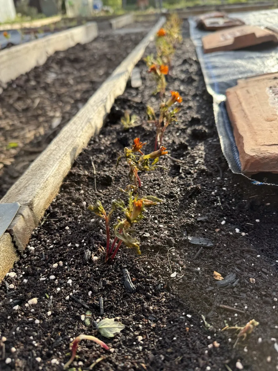 Close-up of fried marigold plugs along a raised bed edge, stems turned red and brittle, a little orange colour remaining in the dried flower buds