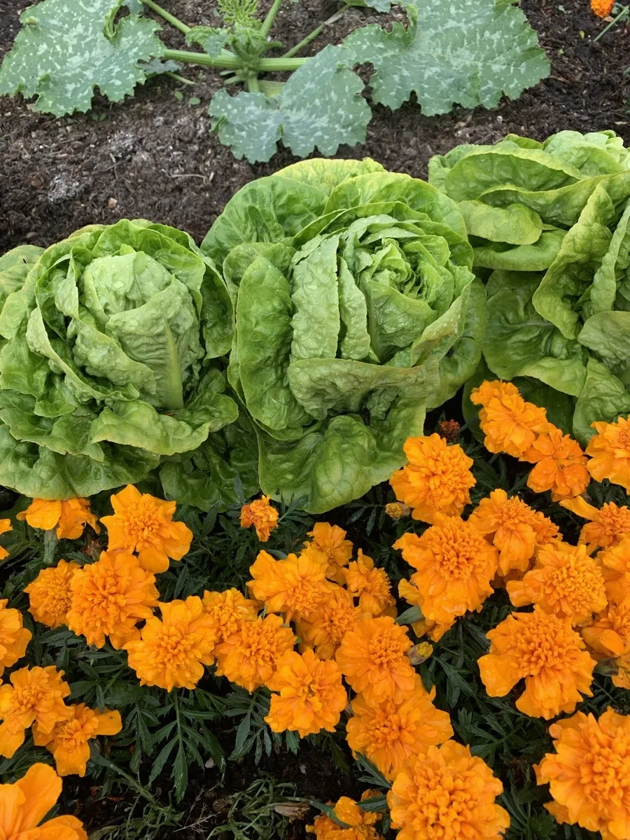 Butterhead lettuces behind a full blaze of orange marigolds in high summer