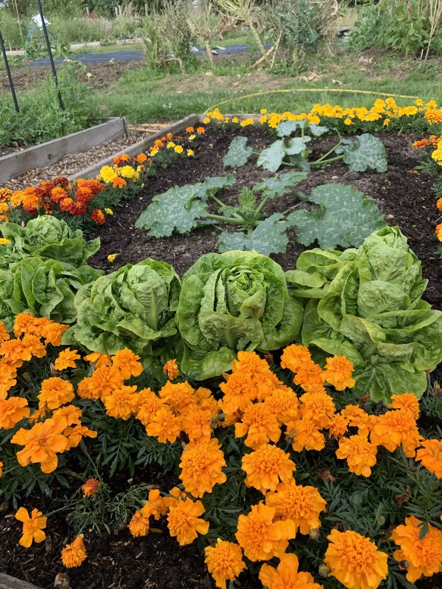 Butterhead lettuce heads growing inside a raised bed completely surrounded by enormous orange French marigolds in full bloom
