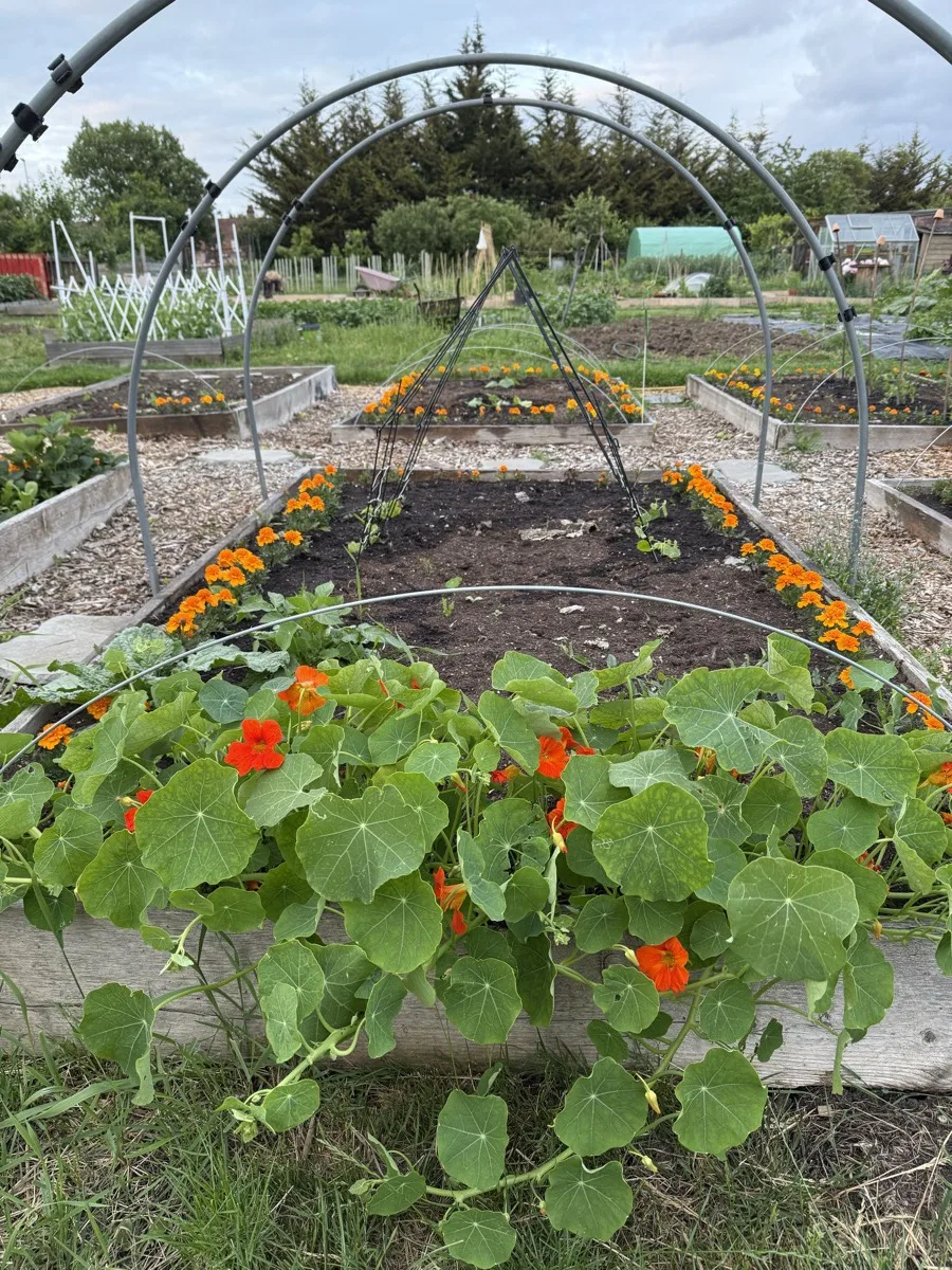 Nasturtiums in full flower in the foreground of a raised bed, with a dense orange marigold border visible behind, a metal arch frame overhead