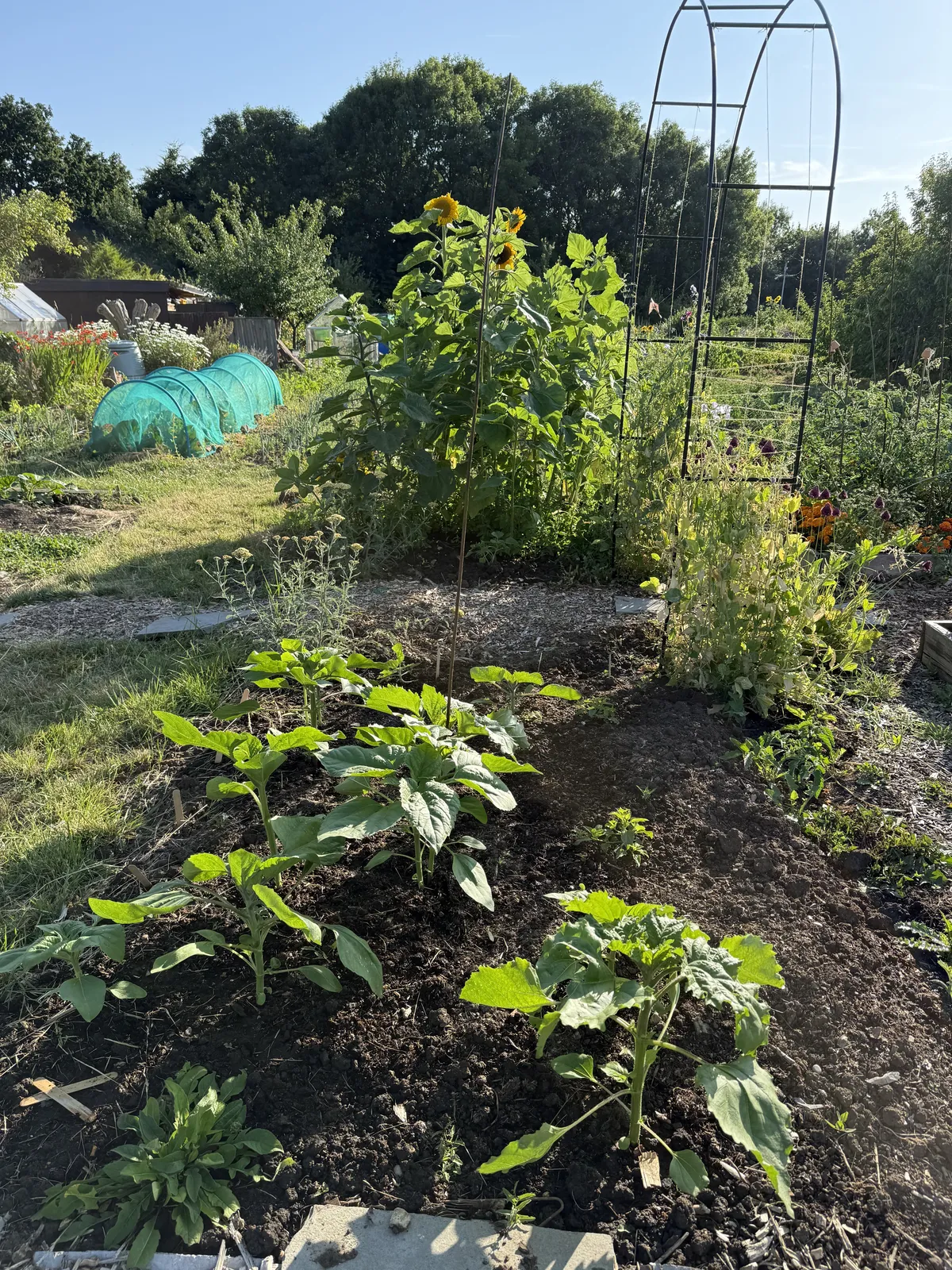 A full, productive allotment plot in high summer