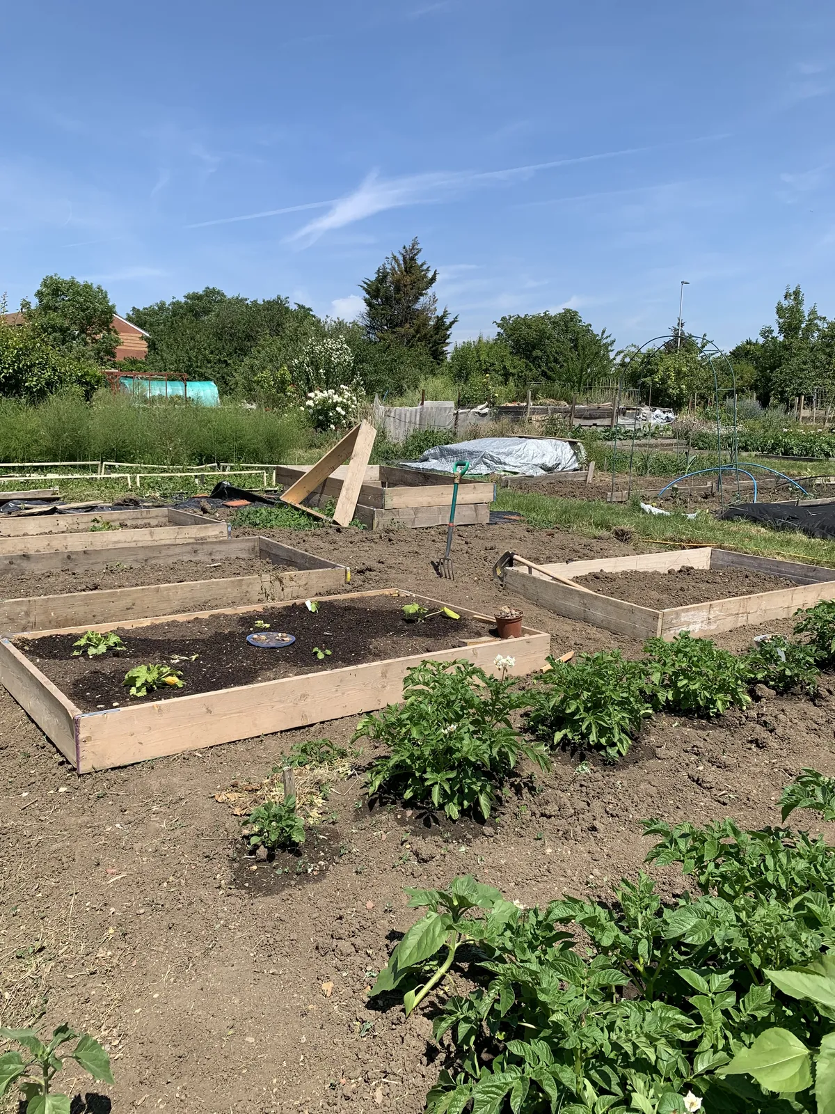 The allotment in full summer growth — the kind of plot a tub earns its keep on, day in and day out