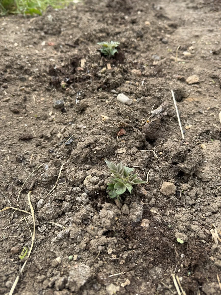 Tiny potato shoots just emerging from allotment soil