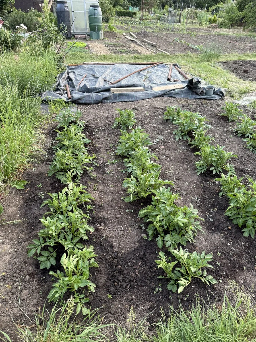 Rows of potato plants growing strongly in allotment soil, multiple rows visible from above with dark compost around the base of each plant