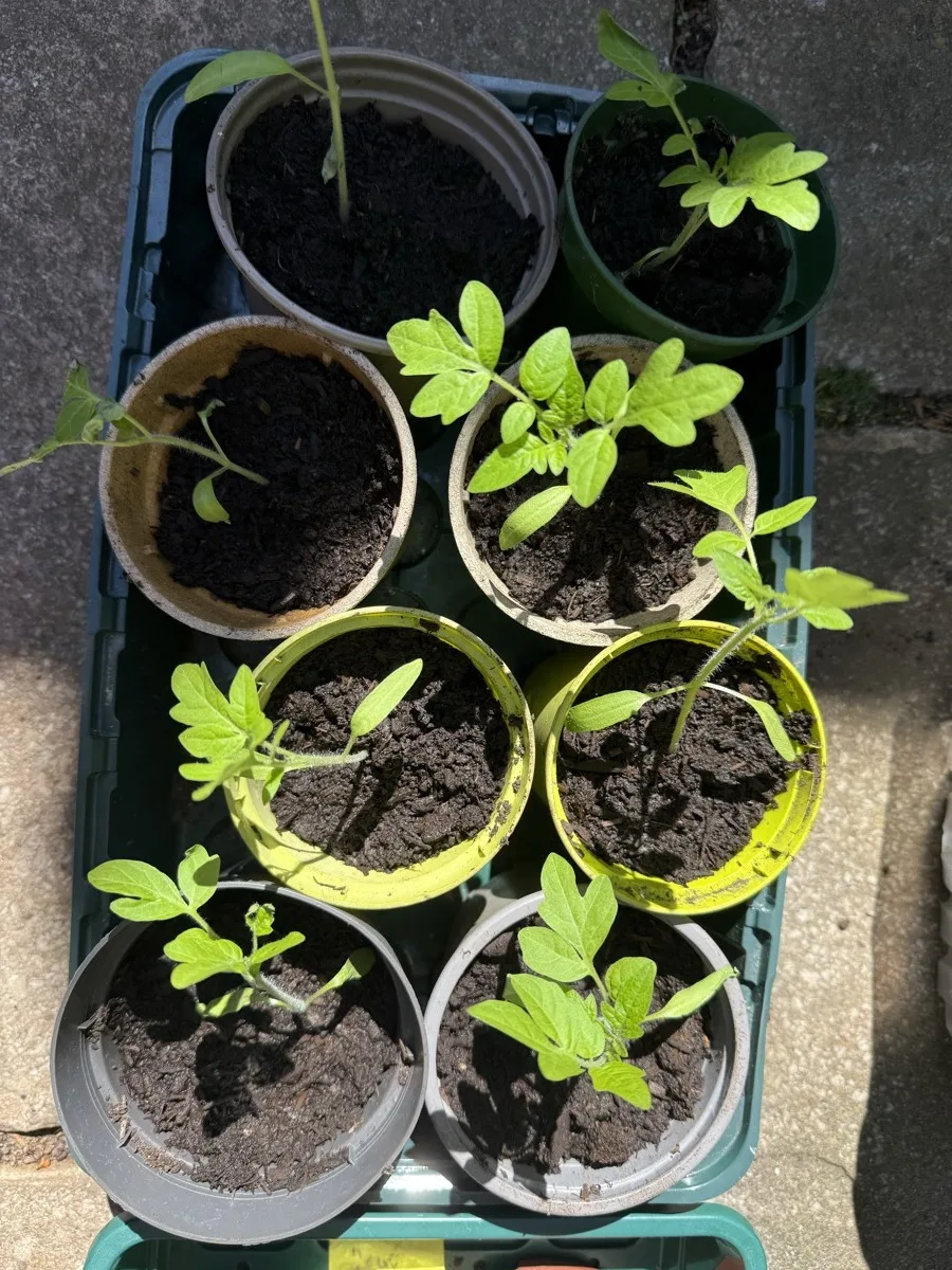 A tray of tomato seedlings freshly potted on into their own pots, out in the April sun