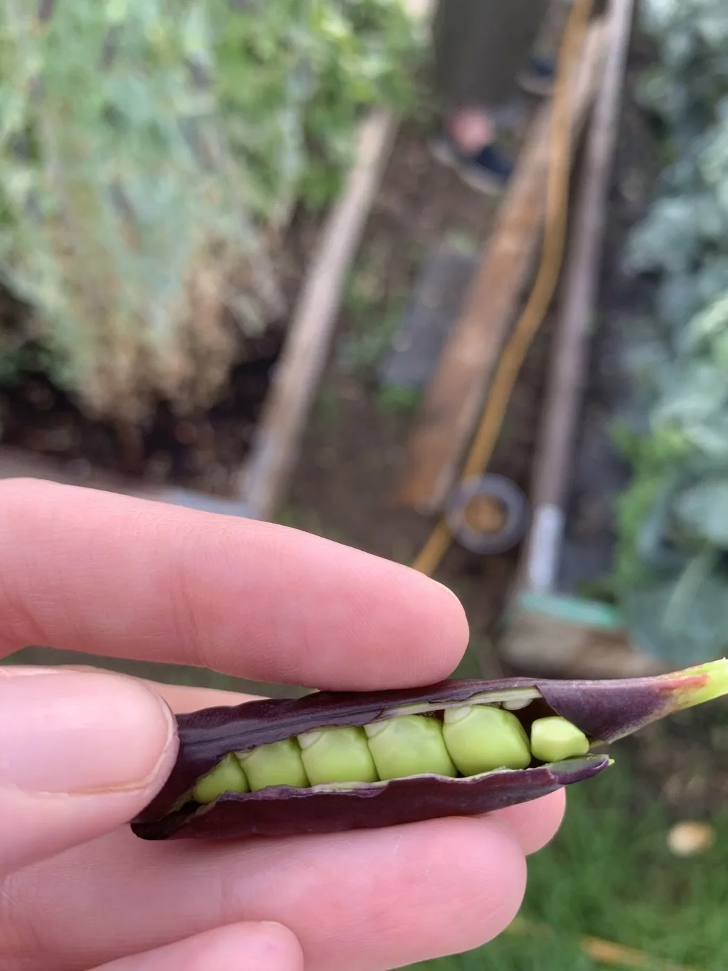 A purple pea pod split open in the hand to show a row of green peas, allotment beds behind