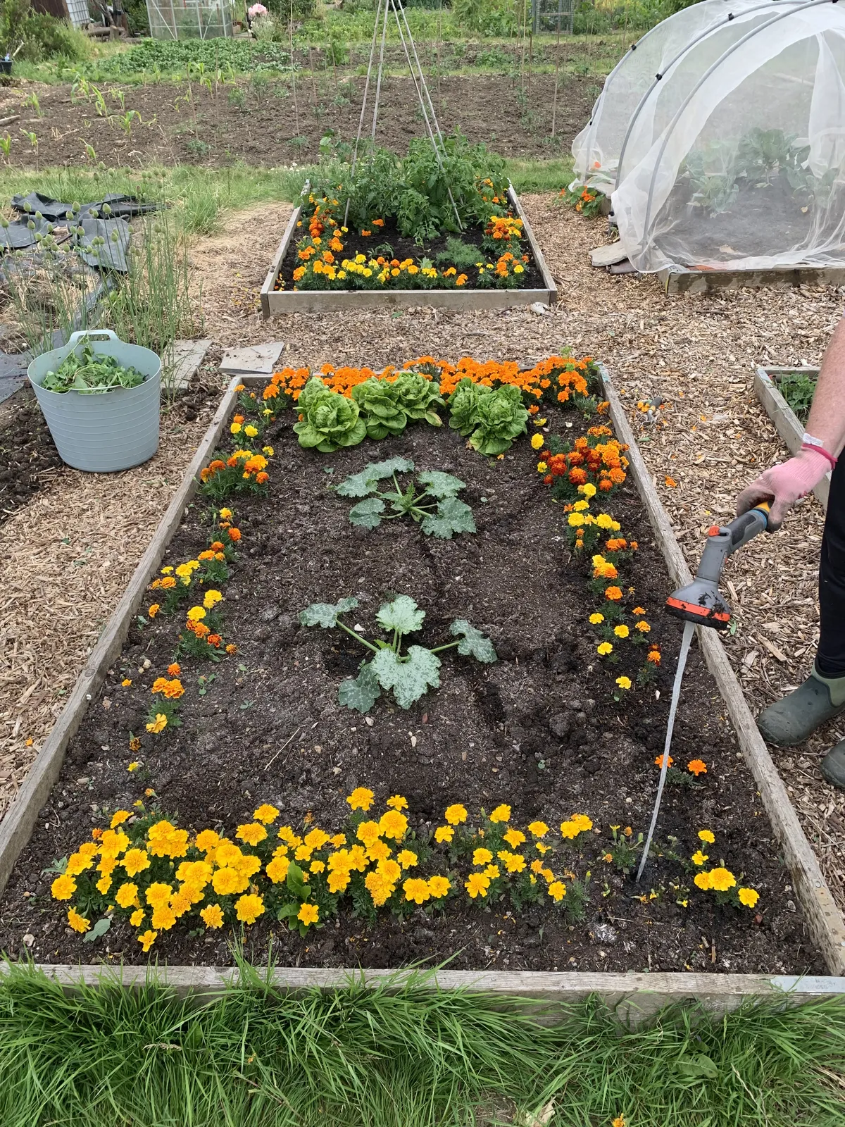 A raised allotment bed with lettuce and brassicas bordered by orange and yellow marigolds