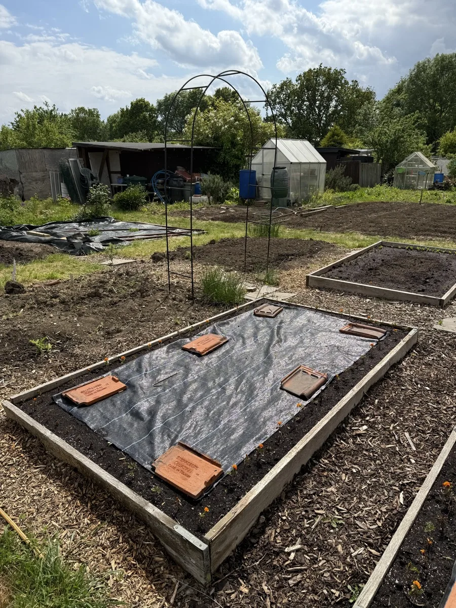 A wooden raised bed covered with black weed membrane weighted down with bricks, with an arch and greenhouse visible behind it