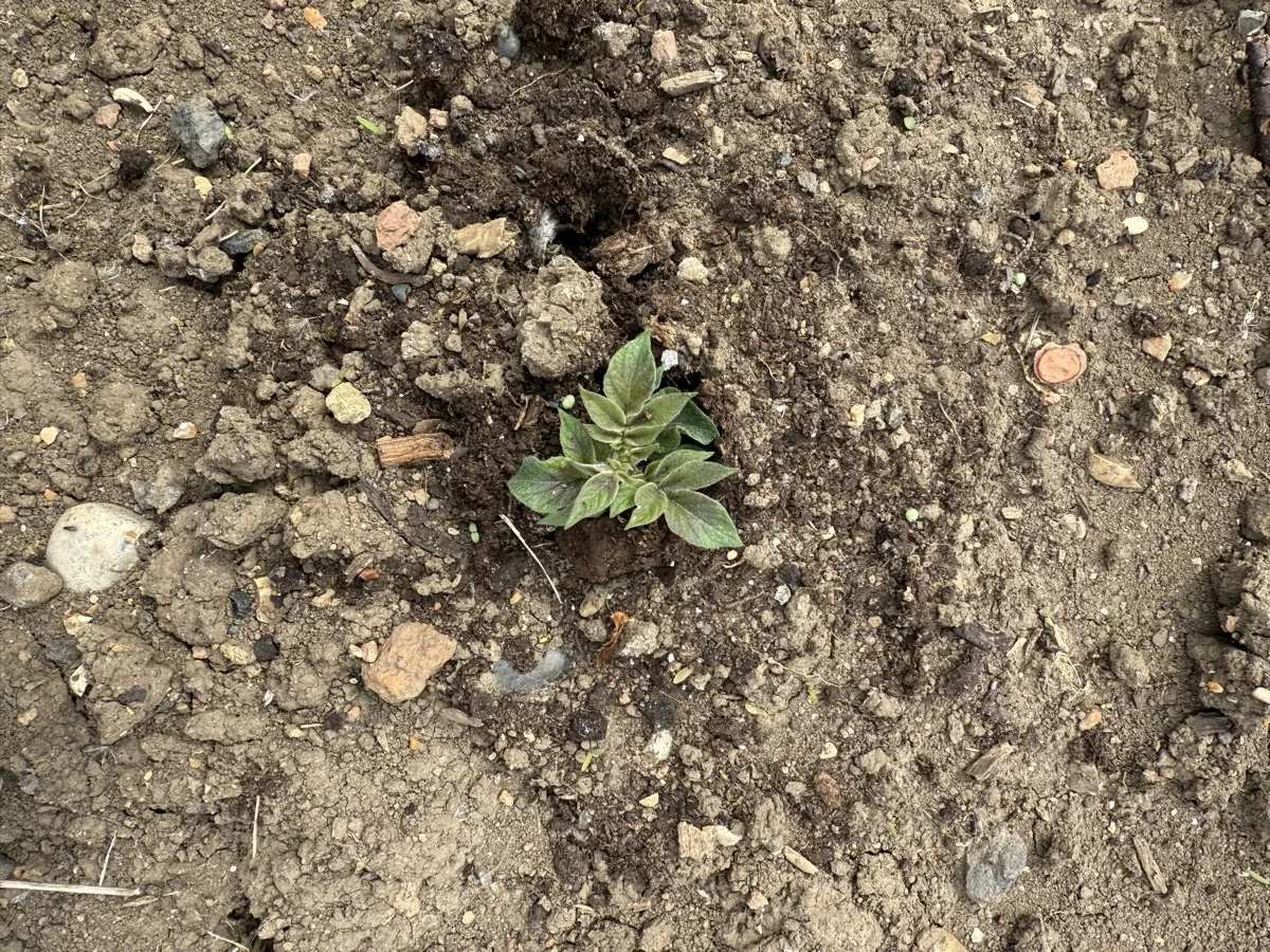 A small seedling just planted into allotment soil, with freshly prepared earth around it
