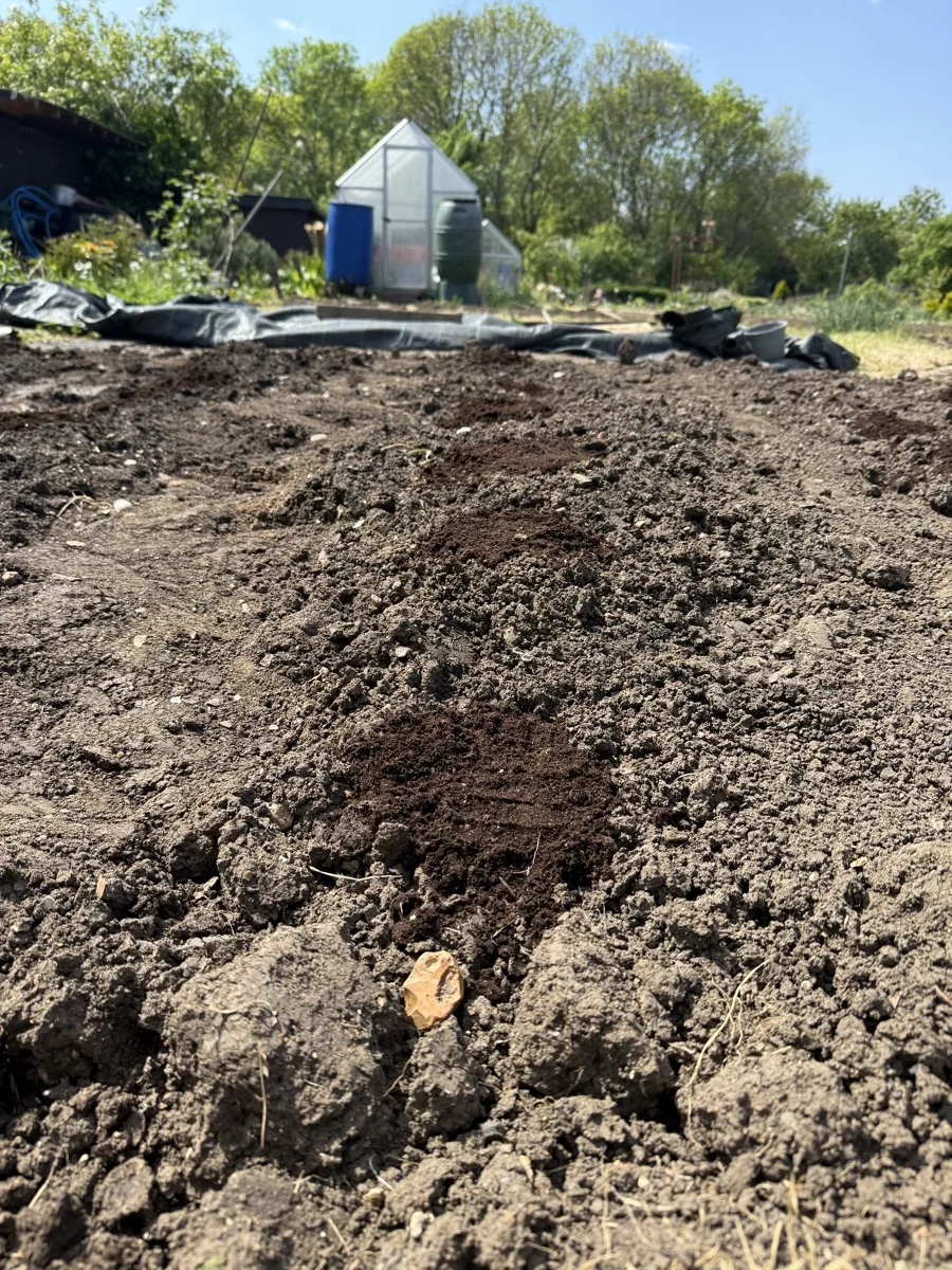Freshly raked allotment bed with sowing drills marked out, greenhouse visible in the background under a blue spring sky