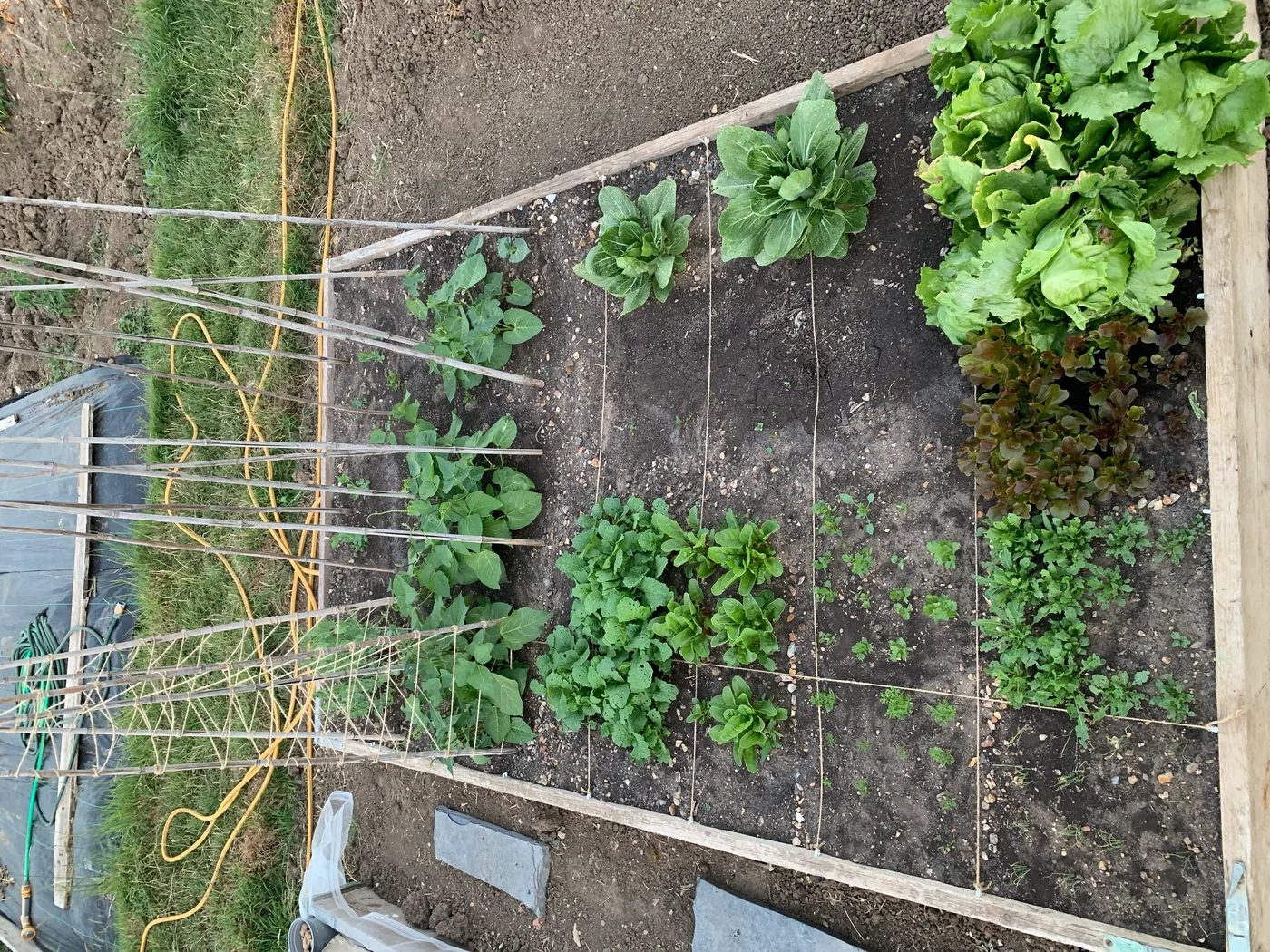 A raised allotment bed divided into a string grid, each square sown with a different crop — square-foot growing
