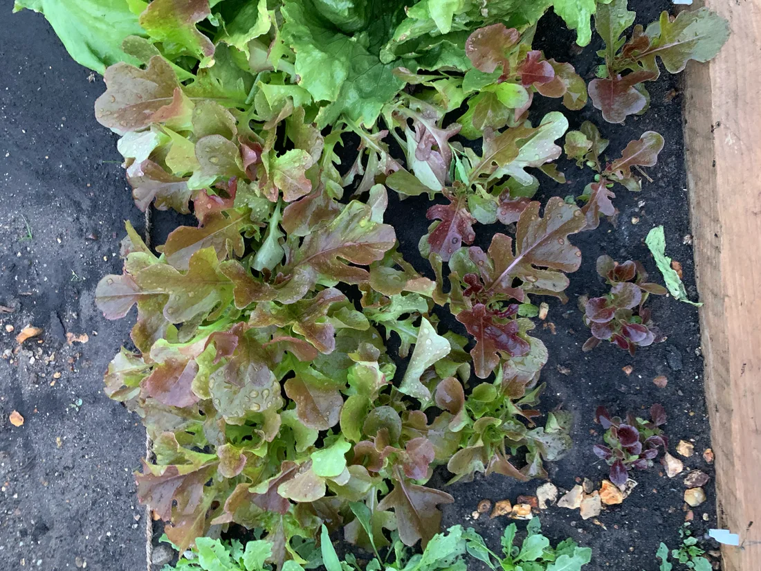A square of mixed red and green salad leaves growing closely together