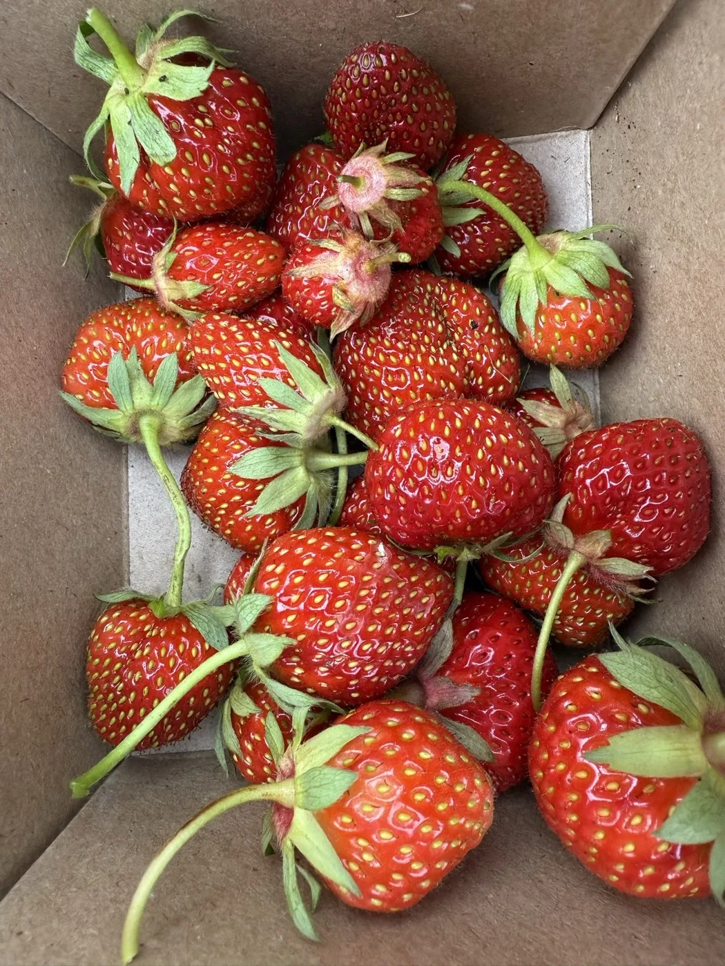 A cardboard box filled with freshly picked home-grown strawberries, 2025
