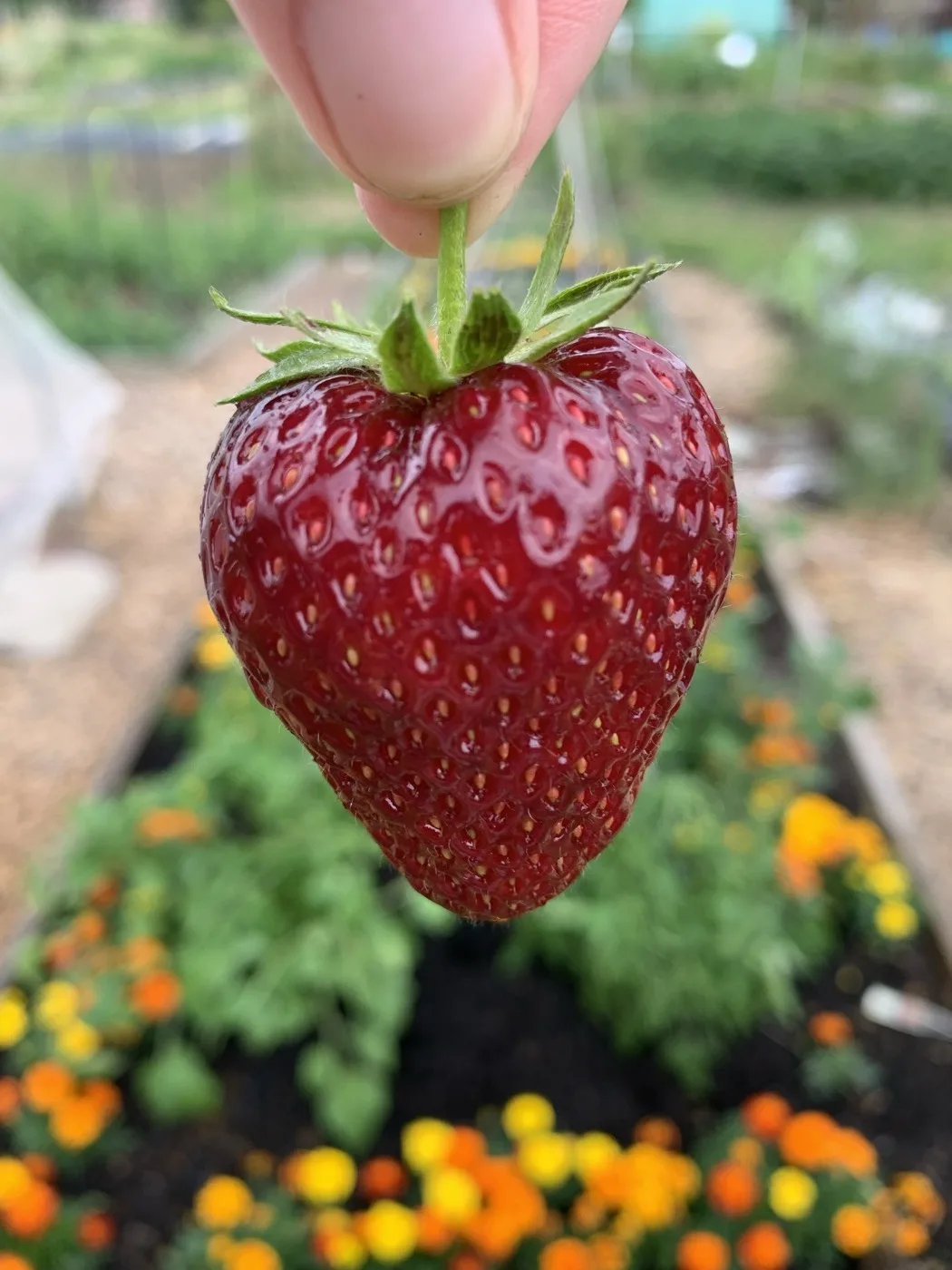 A large glossy red strawberry held up over a bed of marigolds, 2024