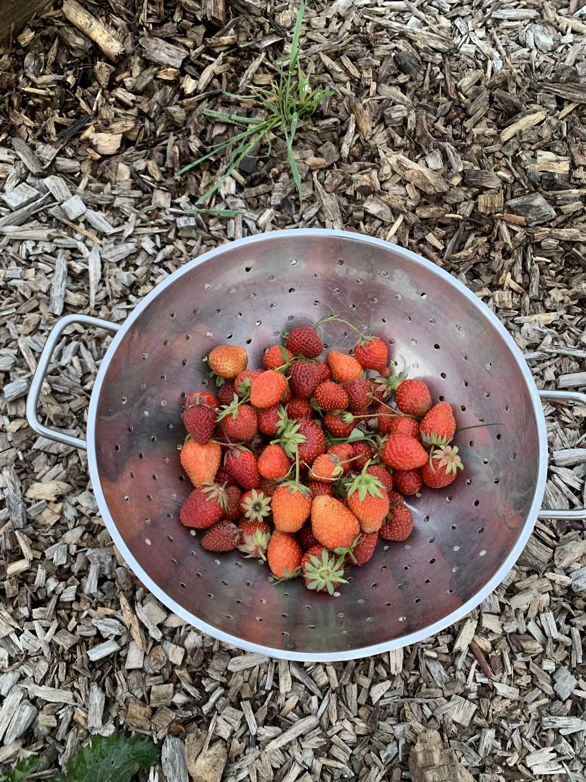 A colander full of fresh strawberries sitting on woodchip mulch at a UK allotment
