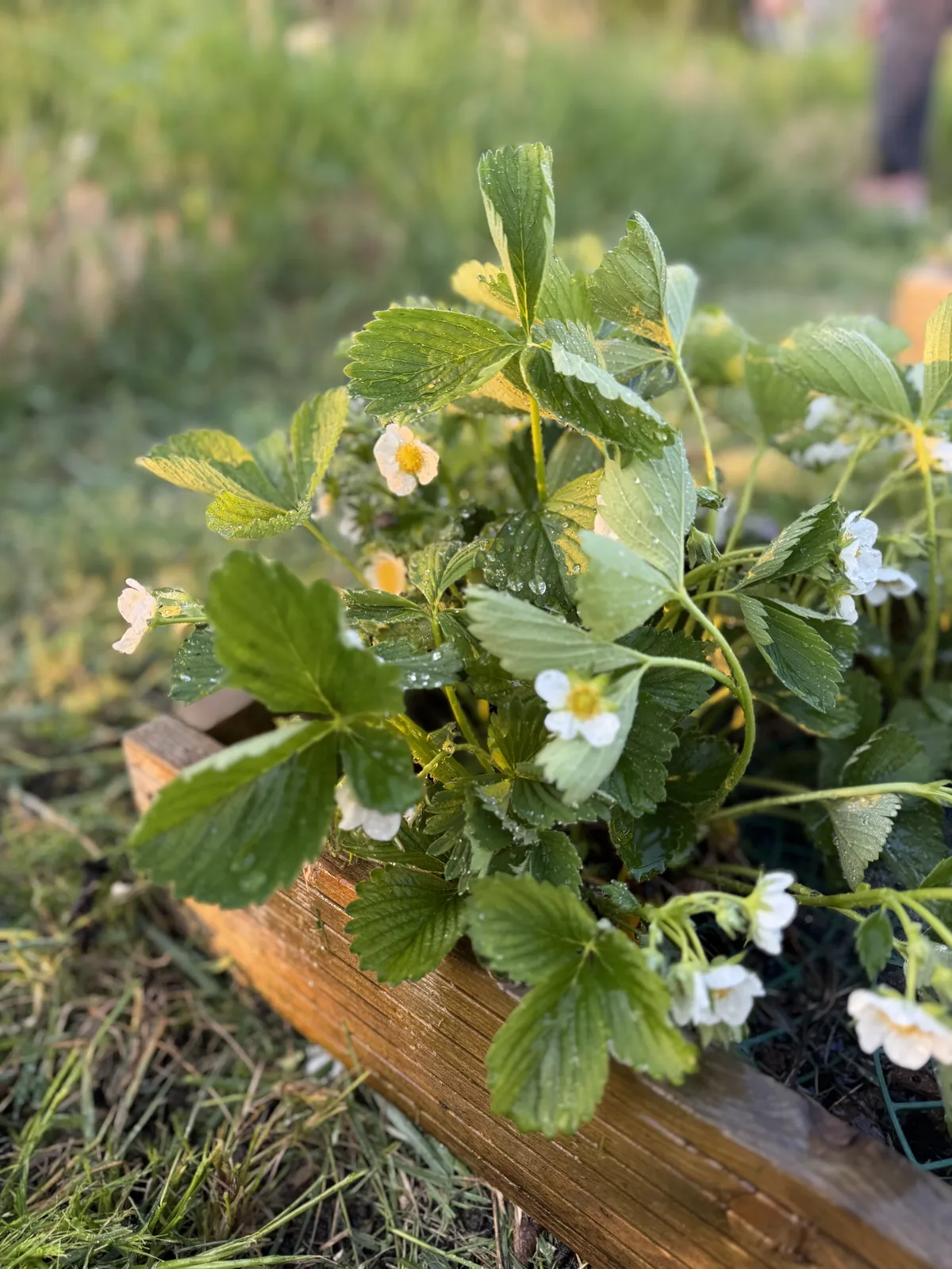 Strawberry plants flowering in a wooden raised bed on a UK allotment