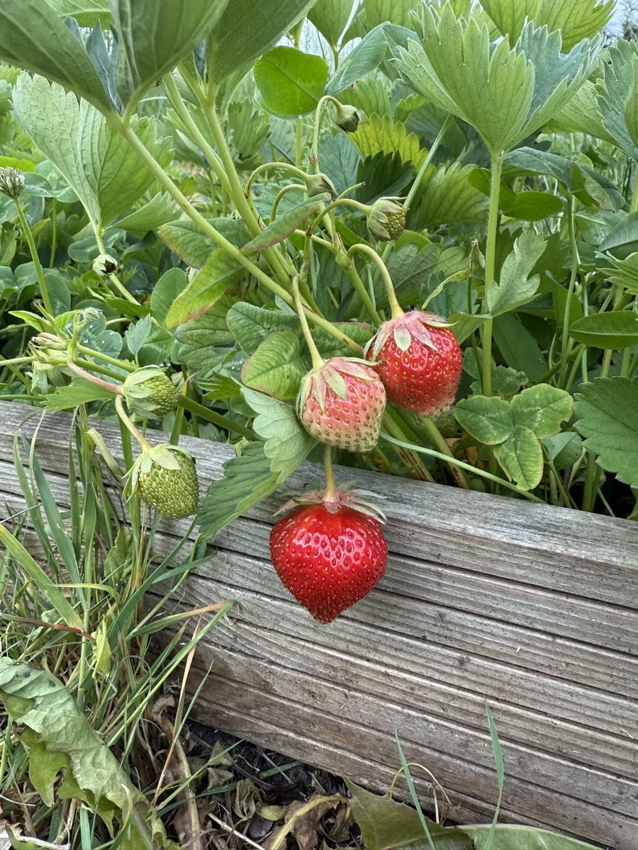 A perfect ripe red strawberry hanging down from a plant growing in a wooden planter on decking, two more ripening behind it