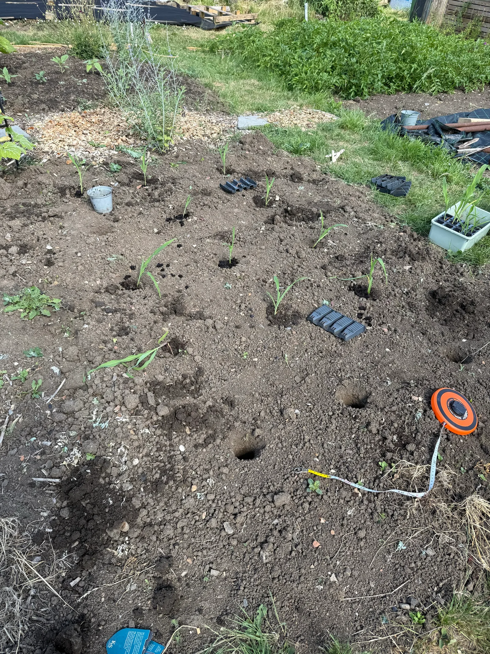 A bed of neat bulb-planter holes with a tape measure laid out and a tray of sweetcorn plugs waiting
