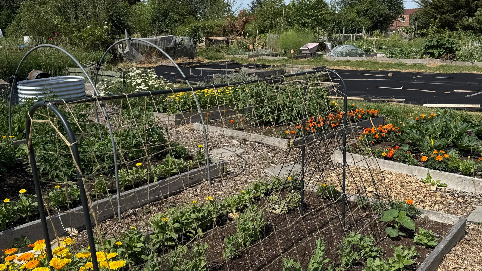 The allotment on planting day — netted beds, marigolds, and the corn bed waiting under a bright sky