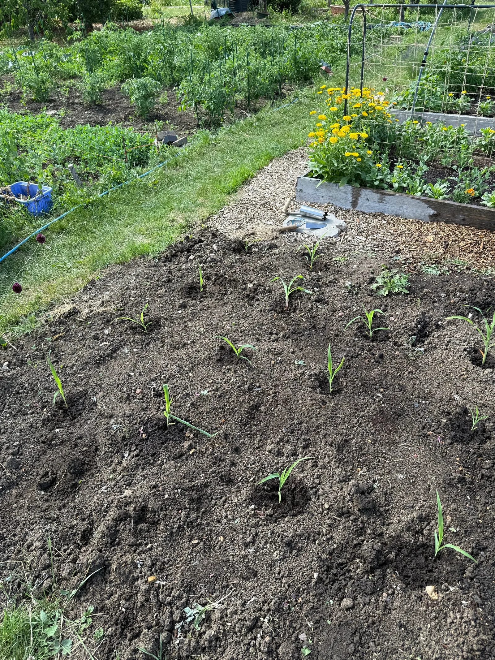 Young sweetcorn plugs planted out in a block across the bed