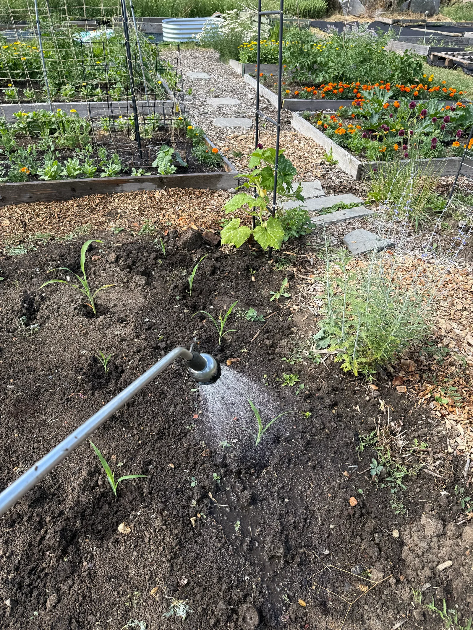 Watering in the newly planted sweetcorn with a long lance, spray falling over the young plants