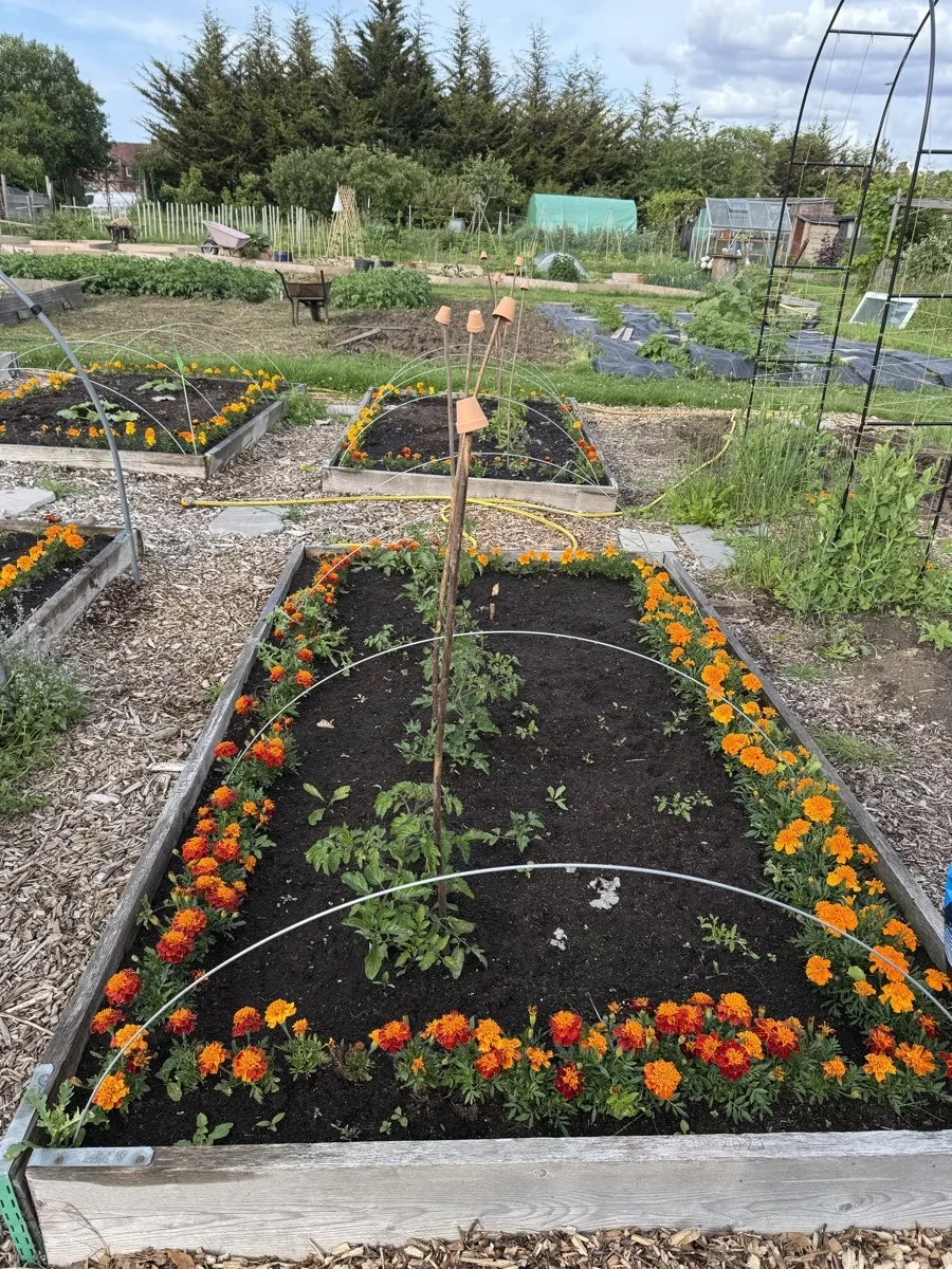 Staked tomato plants planted out in a bed ringed with orange marigolds, June evening