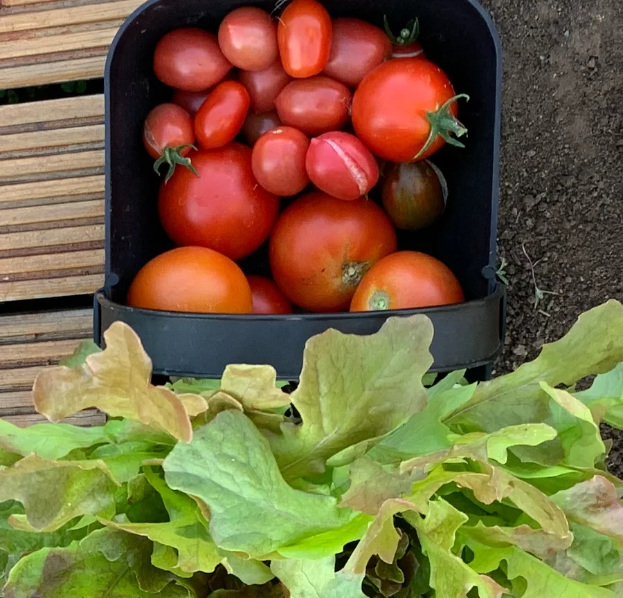 A punnet of ripe tomatoes with a freshly cut lettuce, on the decking