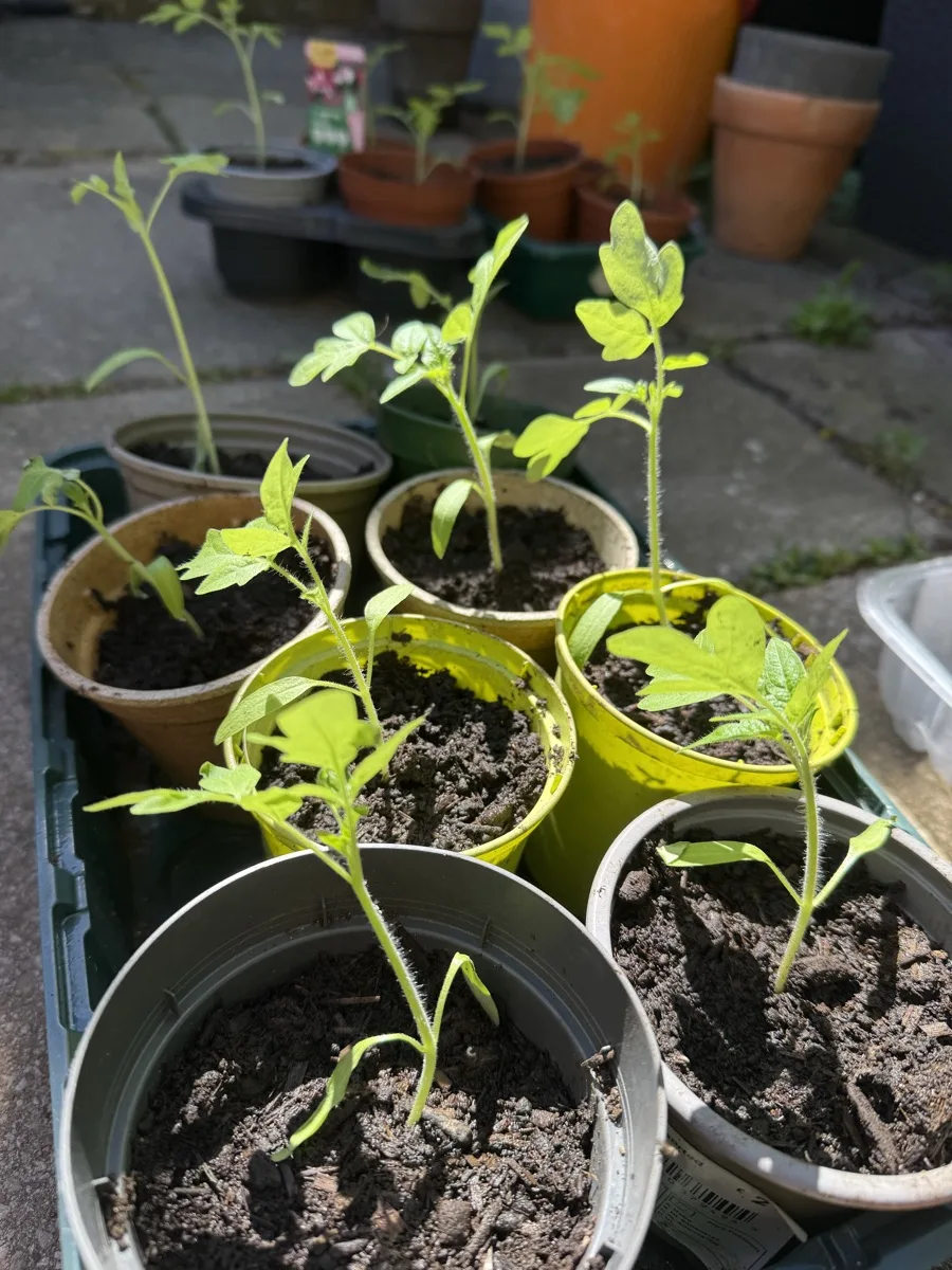 Tomato seedlings in terracotta pots sitting in a clear plastic tray, ready for potting on