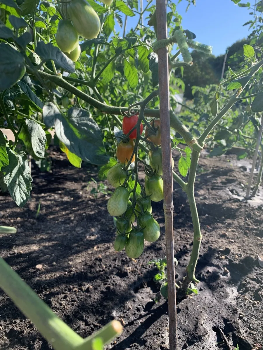 The very first tomatoes ripening on a staked vine, 2022