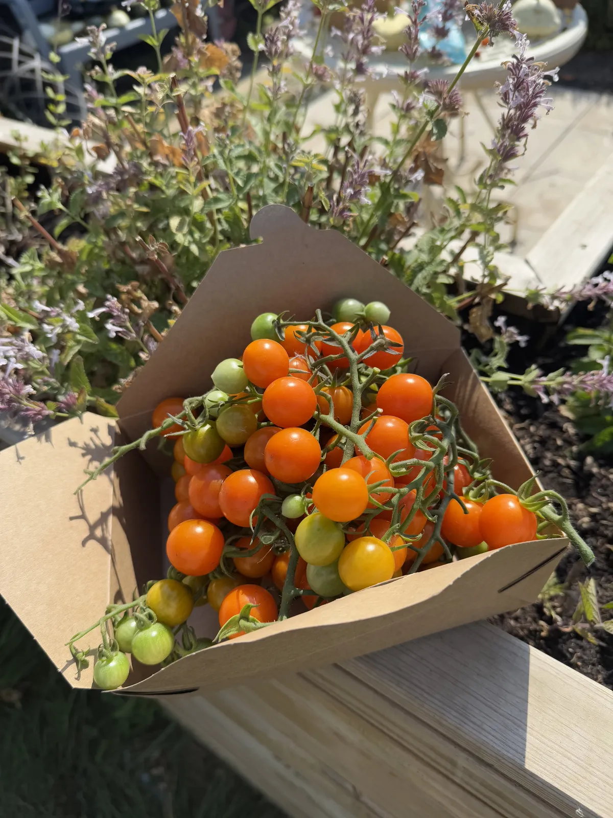 A cardboard box overflowing with orange and yellow cherry tomatoes still on the vine