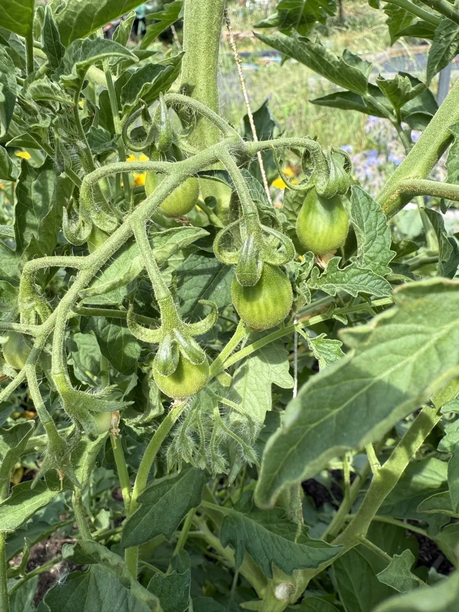 Green cherry tomato trusses hanging on the vine in July